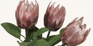 En närbild på tre konstgjorda King Protea-blommor med stora, rosa-lila blomhuvuden med vita centrala delar, omgivna av gröna blad.