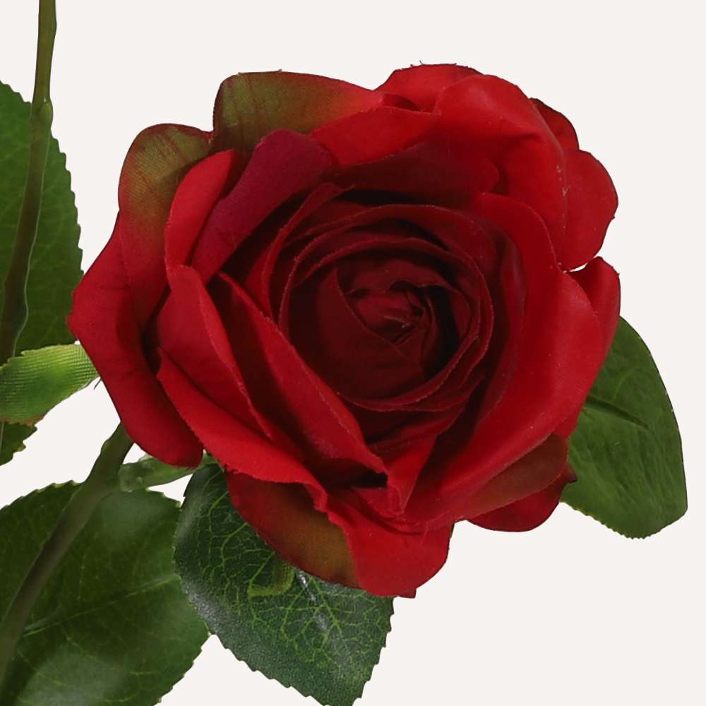 Rosbukett röd Annie - Amors Eld, bra kvalitet till bästa pris!