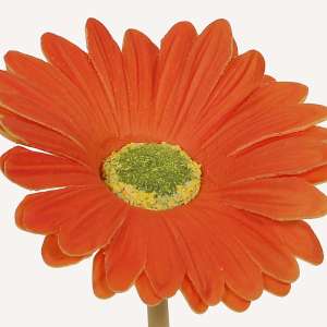 En elegant Gerbera orange Astrid, Konstgjord gerbera 38 cm hög med naturligt utseende och känsla. Detaljerad utformning med realistiskt bladverk. 