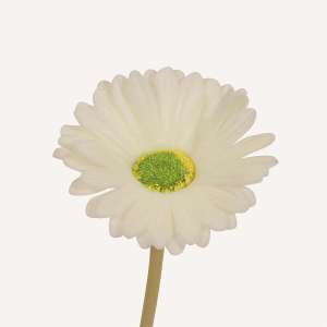 En elegant Gerbera vit Astrid, Konstgjord gerbera 38 cm hög med naturligt utseende och känsla. Detaljerad utformning med realistiskt bladverk. 