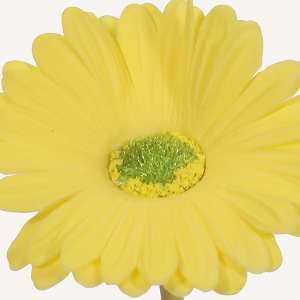 En elegant Gerbera gul Astrid, Konstgjord gerbera 38 cm hög med naturligt utseende och känsla. Detaljerad utformning med realistiskt bladverk. 