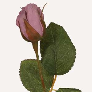 En elegant Pion lila Plinius, Konstgjord pion 53 cm hög 3 blommor med naturligt utseende och känsla. Detaljerad utformning med realistiskt bladverk. 