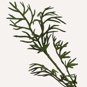 En elegant Gesang rosa Lhasa, Konstgjord gesang flower 46 cm hög med naturligt utseende och känsla. Detaljerad utformning med realistiskt bladverk. 