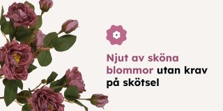 Buskros med lila blommor på gröna kvistar