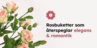 Vanilj och rosa färgade buskrosor på gröna kvistar