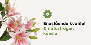 Rosa liljor i bukett med härligt gröna blad