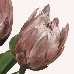 En elegant King Protea beige Cynara, Konstgjord King Protea 67 cm hög med naturligt utseende och känsla. Detaljerad utformning med realistiskt bladverk. 