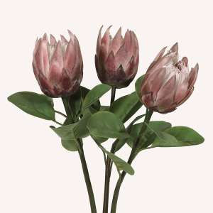 En elegant King Protea beige Cynara, Konstgjord King Protea 67 cm hög med naturligt utseende och känsla. Detaljerad utformning med realistiskt bladverk. 