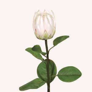 En elegant King Protea vit Cynara, Konstgjord King Protea 67 cm hög med naturligt utseende och känsla. Detaljerad utformning med realistiskt bladverk. 