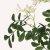 En elegant Sophorae vit snittgrönt, Konstgjord sophorae snittgrönt 80 cm hög med naturligt utseende och känsla. Detaljerad utformning med realistiskt bladverk. 