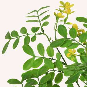 En elegant Sophorae gul snittgrönt, Konstgjord sophorae snittgrönt 80 cm hög med naturligt utseende och känsla. Detaljerad utformning med realistiskt bladverk. 