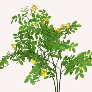 En elegant Sophorae gul snittgrönt, Konstgjord sophorae snittgrönt 80 cm hög med naturligt utseende och känsla. Detaljerad utformning med realistiskt bladverk. 