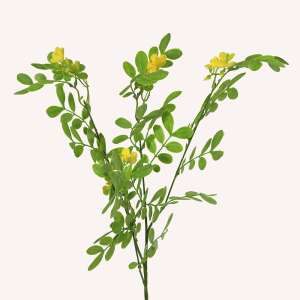 En elegant Sophorae gul snittgrönt, Konstgjord sophorae snittgrönt 80 cm hög med naturligt utseende och känsla. Detaljerad utformning med realistiskt bladverk. 